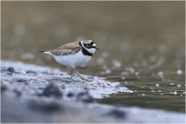 <p>KULÍK ŘÍČNÍ (Charadrius dubius) Varnsdorf ---- /Little ringed plover - Flussregenpfeifer/</p>