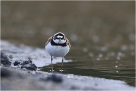 <p>KULÍK ŘÍČNÍ (Charadrius dubius) Varnsdorf ---- /Little ringed plover - Flussregenpfeifer/</p>