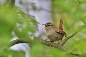 <p>STŘÍZLÍK OBECNÝ (Troglodytes troglodytes) Šluknov ----- /Eurasian wren - Zaunköking/</p>