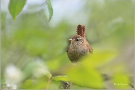 <p>STŘÍZLÍK OBECNÝ (Troglodytes troglodytes) Šluknov ----- /Eurasian wren - Zaunköking/</p>