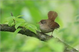<p>STŘÍZLÍK OBECNÝ (Troglodytes troglodytes) Šluknov ----- /Eurasian wren - Zaunköking/</p>