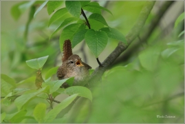 <p>STŘÍZLÍK OBECNÝ (Troglodytes troglodytes) Šluknov ----- /Eurasian wren - Zaunköking/</p>