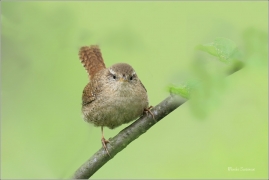 <p>STŘÍZLÍK OBECNÝ (Troglodytes troglodytes) Šluknov ----- /Eurasian wren - Zaunköking/</p>
