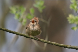 <p>STŘÍZLÍK OBECNÝ (Troglodytes troglodytes) Šluknov ----- /Eurasian wren - Zaunköking/</p>