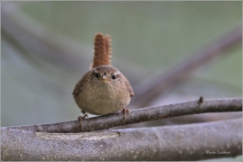 <p>STŘÍZLÍK OBECNÝ (Troglodytes troglodytes) Šluknov ----- /Eurasian wren - Zaunköking/</p>