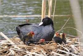 <p>LYSKA ČERNÁ (Fulica atra) - Praha, Stromovka ---- /Eurasian coot - Blässhunh/</p>