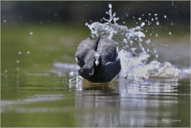 <p>LYSKA ČERNÁ (Fulica atra) - Praha, Stromovka ---- /Eurasian coot - Blässhunh/</p>