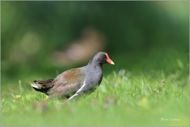 <p>SLÍPKA ZELENONOHÁ (Gallinula chloropus) Praha, Stromovka --- /Common moorhen - Teichralle/</p>