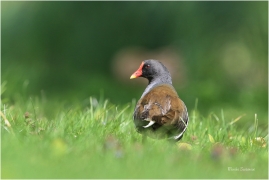 <p>SLÍPKA ZELENONOHÁ (Gallinula chloropus) Praha, Stromovka --- /Common moorhen - Teichralle/</p>