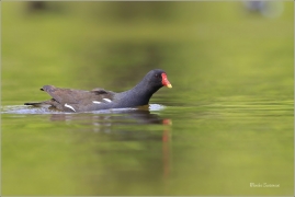 <p>SLÍPKA ZELENONOHÁ (Gallinula chloropus) Praha, Stromovka --- /Common moorhen - Teichralle/</p>
