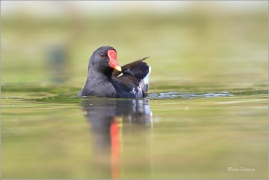 <p>SLÍPKA ZELENONOHÁ (Gallinula chloropus) Praha, Stromovka --- /Common moorhen - Teichralle/</p>
