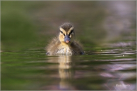 <p>KACHNA DIVOKÁ (Anas platyrhynchos) ---- /Mallard - Stockente/</p>