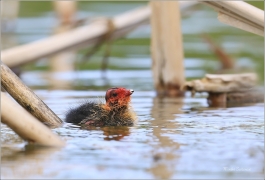 <p>LYSKA ČERNÁ (Fulica atra) - Praha, Stromovka ---- /Eurasian coot - Blässhunh/</p>