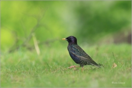<p>ŠPAČEK OBECNÝ (Sturnus vulgaris) ---- /Common starling - Star/</p>