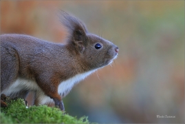 <p>VEVERKA OBECNÁ (Sciurus vulgaris) Šluknovsko - Jiříkov ---- /Red squirrel - Eichhörnchen/</p>