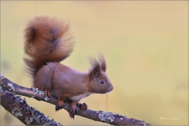 <p>VEVERKA OBECNÁ (Sciurus vulgaris) Šluknovsko - Jiříkov ---- /Red squirrel - Eichhörnchen/</p>
