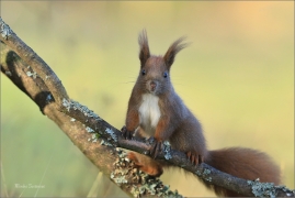 <p>VEVERKA OBECNÁ (Sciurus vulgaris) Šluknovsko - Jiříkov ---- /Red squirrel - Eichhörnchen/</p>