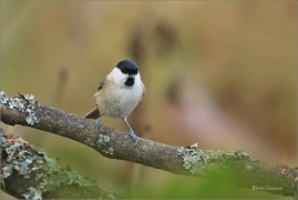 <p>SÝKORA BABKA ( Parus palustris) /Marsh tit - Sumpfmeise/</p>