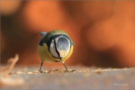 <p>SÝKORA MODŘINKA (Cyanistes caeruleus) ---- /Eurasian blue tit - Blaumeise/</p>