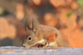 <p>VEVERKA OBECNÁ (Sciurus vulgaris) Šluknovsko-Jiříkov ---- /Red squirrel - Eichhörnchen/</p>