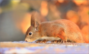 <p>VEVERKA OBECNÁ (Sciurus vulgaris) Šluknovsko - Jiříkov ---- /Red squirrel - Eichhörnchen/</p>