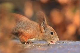 <p>VEVERKA OBECNÁ (Sciurus vulgaris) Šluknovsko - Jiříkov ---- /Red squirrel - Eichhörnchen/</p>