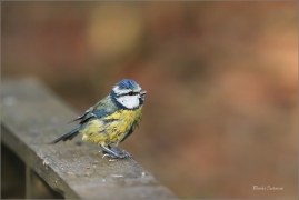 <p>SÝKORA MODŘINKA (Cyanistes caeruleus) ---- /Eurasian blue tit - Blaumeise/</p>