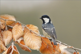 <p>SÝKORA UHELNÍČEK (Periparus ater) ---- /Coal tit - Tannenmeise/</p>