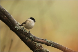 <p>SÝKORA BABKA ( Parus palustris) /Marsh tit - Sumpfmeise/</p>