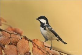 <p>SÝKORA UHELNÍČEK (Periparus ater) ---- /Coal tit - Tannenmeise/</p>