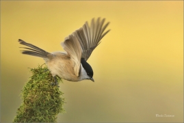 <p>SÝKORA BABKA ( Parus palustris) /Marsh tit - Sumpfmeise/</p>