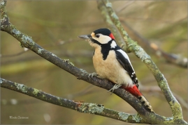 <p>STRAKAPOUD VELKÝ (Dendrocopos major) - /Great spotted woodpecker – Buntspecht/
</p>