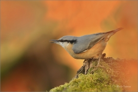<p>BRHLÍK LESNÍ (Sitta europaea) ---- /Eurasian nuthatch - Kleiber/</p>