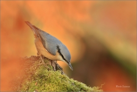 <p>BRHLÍK LESNÍ (Sitta europaea) ---- /Eurasian nuthatch - Kleiber/</p>