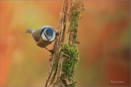 <p>SÝKORA MODŘINKA (Cyanistes caeruleus) ---- /Eurasian blue tit - Blaumeise/</p>