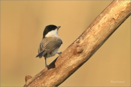 <p>SÝKORA BABKA ( Parus palustris) /Marsh tit - Sumpfmeise/</p>