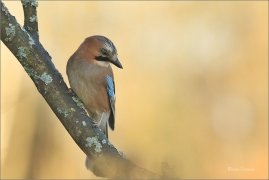 <p>SOJKA OBECNÁ (Garrulus glandarius) Šluknovsko - Jiříkov ---- /Eurasian jay - Eichelhäher/</p>