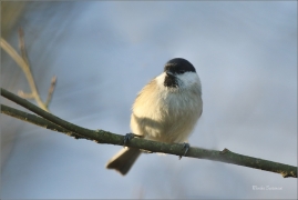 <p>SÝKORA BABKA ( Parus palustris) /Marsh tit - Sumpfmeise/</p>