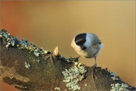 <p>SÝKORA BABKA ( Parus palustris) /Marsh tit - Sumpfmeise/</p>