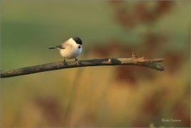 <p>SÝKORA BABKA ( Parus palustris) /Marsh tit - Sumpfmeise/</p>