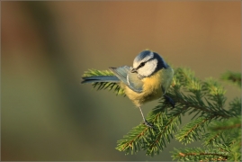 <p>SÝKORA MODŘINKA (Cyanistes caeruleus) ---- /Eurasian blue tit - Blaumeise/</p>