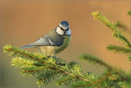 <p>SÝKORA MODŘINKA (Cyanistes caeruleus) ---- /Eurasian blue tit - Blaumeise/</p>