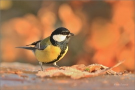 <p>SÝKORA KOŇADRA (Parus major) ------- /Great tit - Kohlmeise/</p>