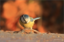 <p>SÝKORA MODŘINKA (Cyanistes caeruleus) ---- /Eurasian blue tit - Blaumeise/</p>
