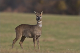 <p>SRNEC OBECNÝ (Capreolus capreolus) Šluknovsko - Jiříkov --- /European roe deer - Reh/</p>