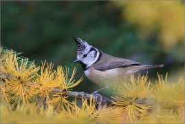<p>SÝKORA PARUKÁŘKA - Šluknovsko - okolí Jiříkova (Lophophanes cristatus) ---- /Crested tit - Haubenmeise/</p>