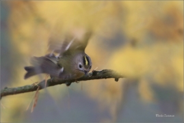 <p>KRÁLÍČEK OBECNÝ (Regulus regulus) Šluknovsko - Harta /Goldcrest - Wintergoldhähnchen/</p>