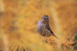 <p>KRÁLÍČEK OBECNÝ (Regulus regulus) Šluknovsko - Harta /Goldcrest - Wintergoldhähnchen/</p>