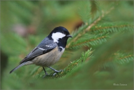 <p>SÝKORA UHELNÍČEK (Periparus ater) ---- /Coal tit - Tannenmeise/</p>