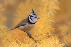 <p>SÝKORA PARUKÁŘKA - Šluknovsko - okolí Jiříkova (Lophophanes cristatus) ---- /Crested tit - Haubenmeise/</p>